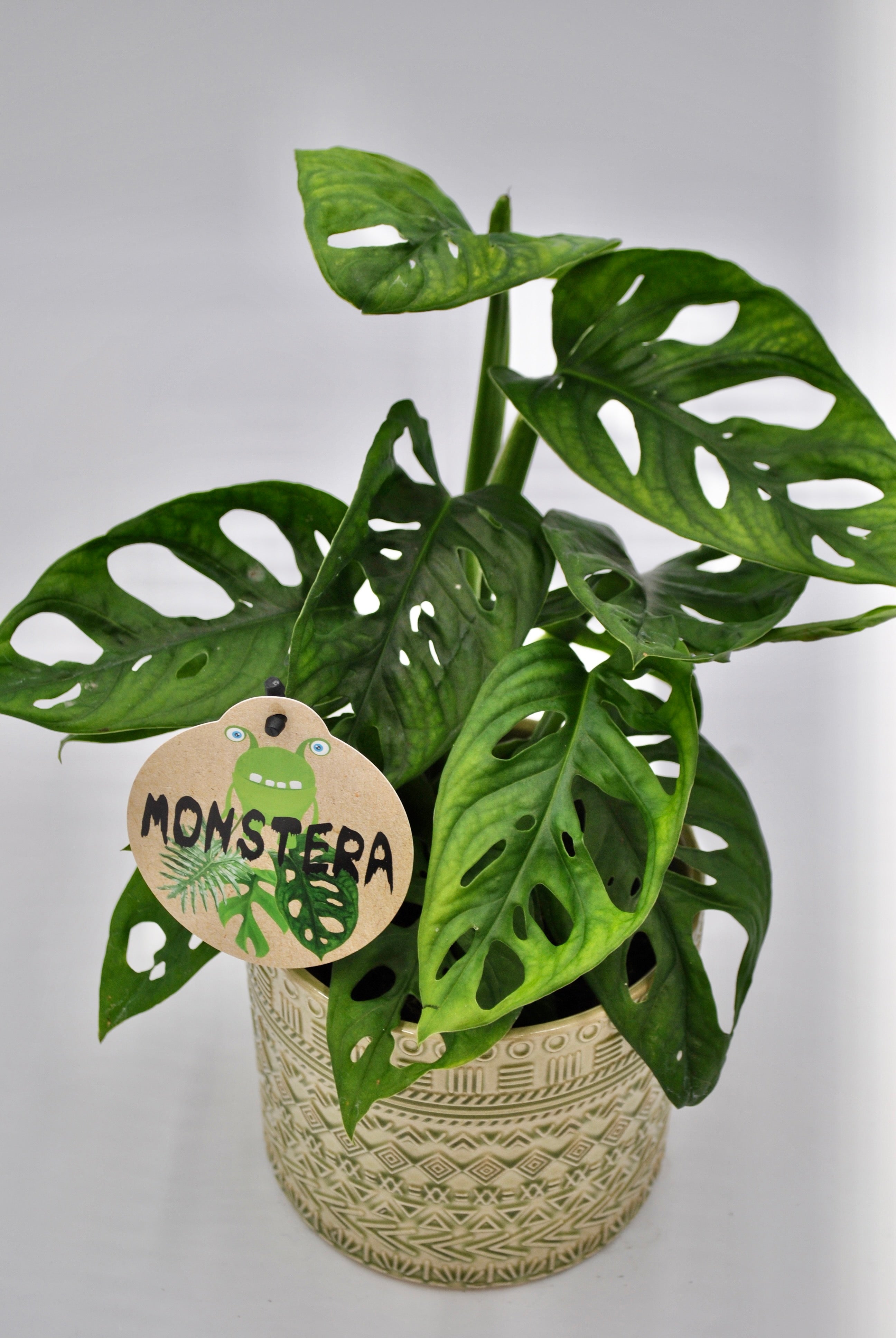 schiefes fensterblatt Monstera Obliqua – BLUMEN KREATIV