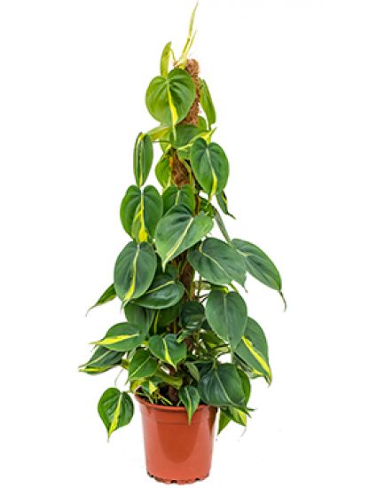 Philodendron grand brasil – BLUMEN KREATIV