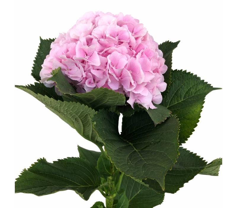 Hortensie Verena – Rosa Schnittblume kaufen Wien – BLUMEN KREATIV