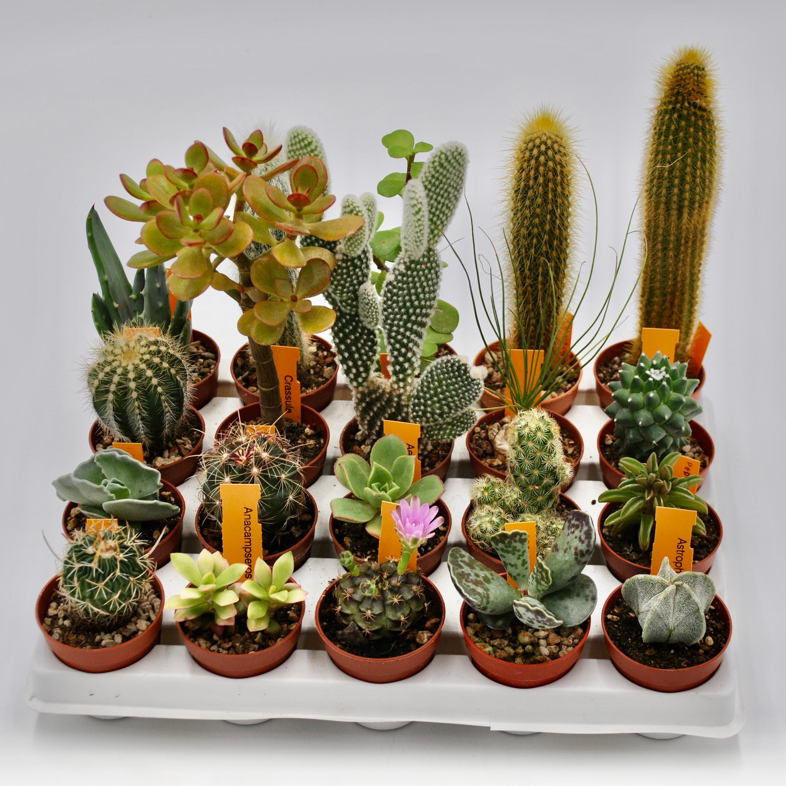Kaktus – BLUMEN KREATIV
