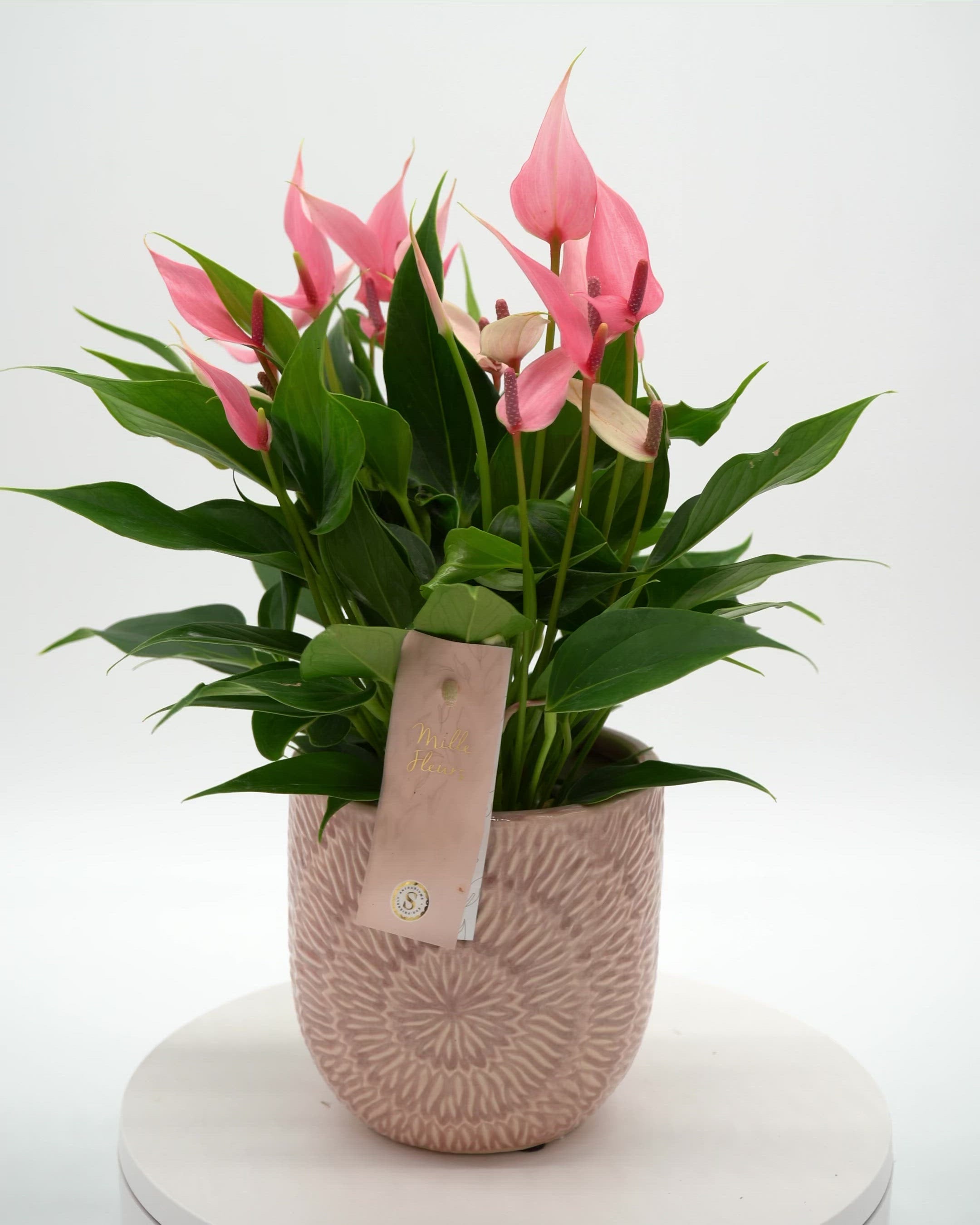 Anthurium 