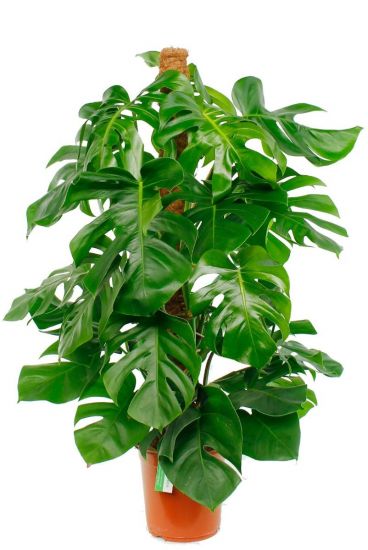 Philodendron Monstera