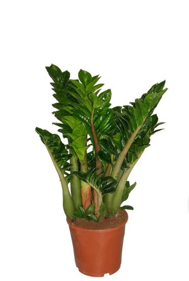 Zamioculcas Zenzi - Glcksfeder  BLUMEN KREATIV
