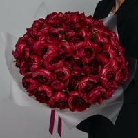 Pfingstrosen Red Charm (Rot)