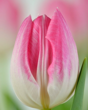 Laden Sie das Bild in den Galerie-Viewer, Tulpen First Class