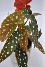 Laden Sie das Bild in den Galerie-Viewer, Begonia Maculata