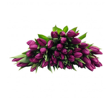 Tulpen Purple-Prince 