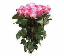 Laden Sie das Bild in den Galerie-Viewer, 101 Rosen Rosa-Flieder Maritim