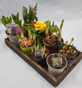 Frühlingsblumen im Topf