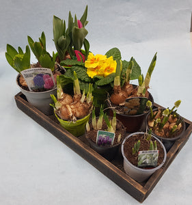 Frühlingsblumen im Topf