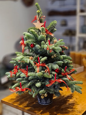 Weihnachtsbaum