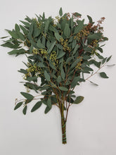 Laden Sie das Bild in den Galerie-Viewer, 1 Bund Eucalyptus Populus mit Fruchtstand