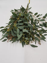 Laden Sie das Bild in den Galerie-Viewer, 1 Bund Eucalyptus Populus mit Fruchtstand