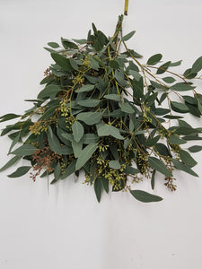 1 Bund Eucalyptus Populus mit Fruchtstand