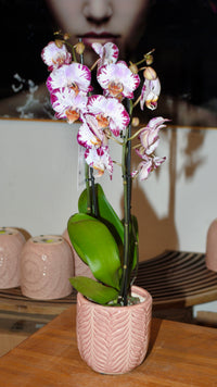 Orchideen