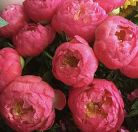 Nahaufnahme leuchtend lachsfarbener Pfingstrosen Coral Sunset – frische Schnittblumen bei Blumen Kreativ Wien