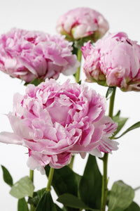 5 Stk. Pfingstrose "Sarah Bernhardt"