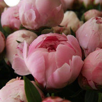 5 Stk. Pfingstrose "Sarah Bernhardt"