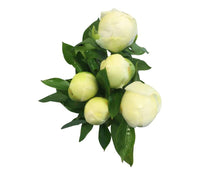 5 Pfingstrosen Duchesse de Nemours (Weiß)