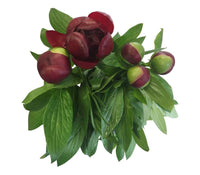 5 Pfingstrosen Red Charm (Rot)