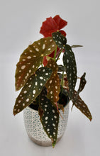 Laden Sie das Bild in den Galerie-Viewer, Begonia Maculata