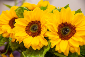 Sonnenblumen