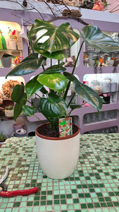 Philodendron Monstera