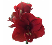 Amaryllis Ferrari (Rot)