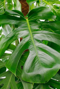 Philodendron Monstera - Fensterblatt