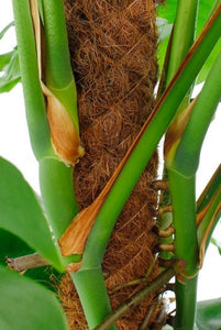 Philodendron Monstera - Fensterblatt