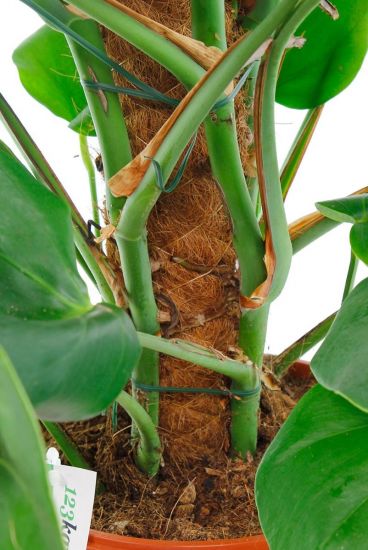 fensterblatt philodendron Philodendron Monstera