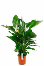 Laden Sie das Bild in den Galerie-Viewer, Spathiphyllum Vivaldi Pflege